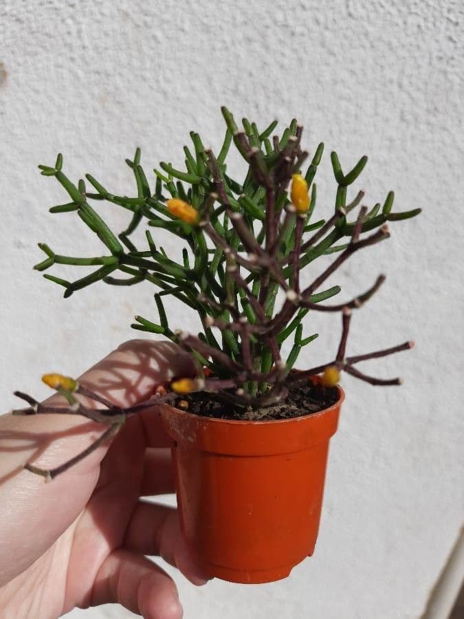 Cactus bottiglia 5