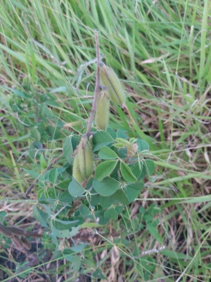 Crotalaria incana 5