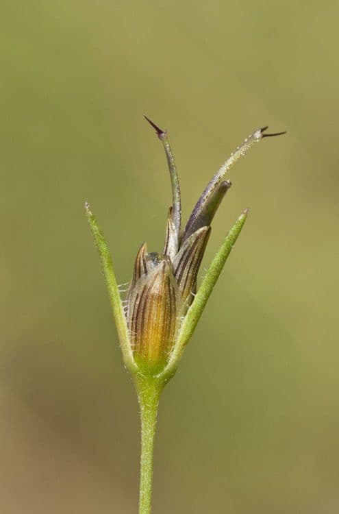 Heterosperma