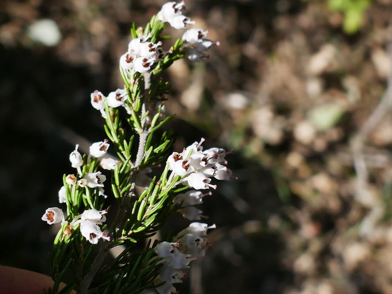 Baumheide 23