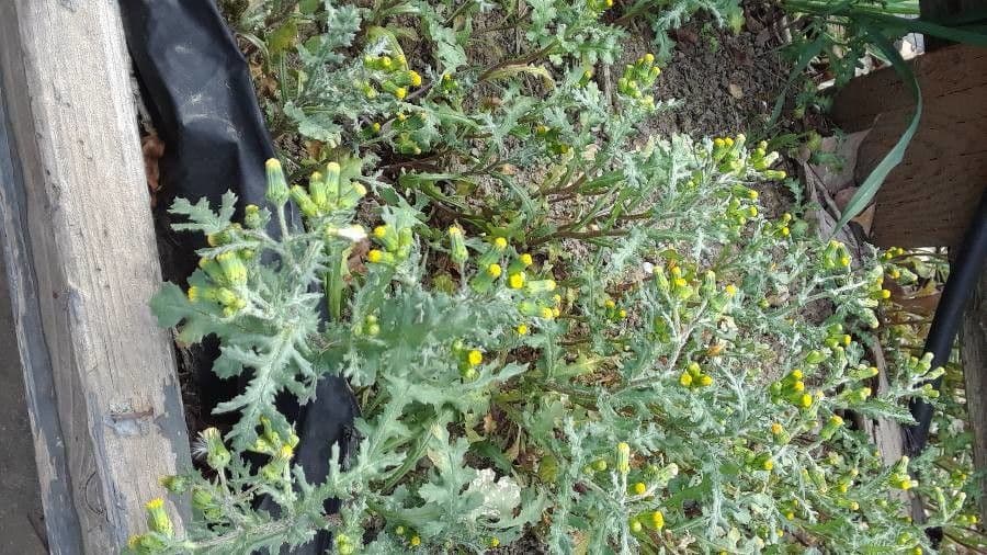 Senecione comune 27