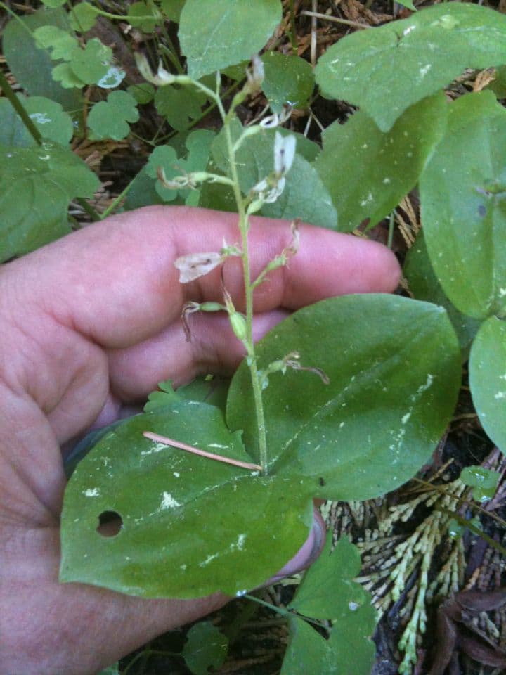 Breitlippiges Breitkölbchen 4