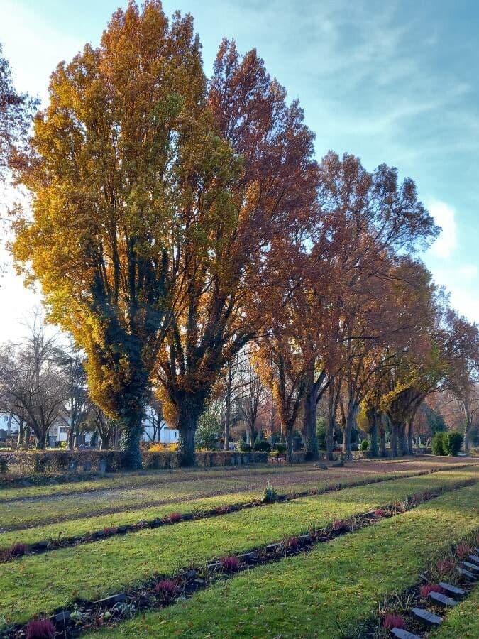 Quercia comune 14