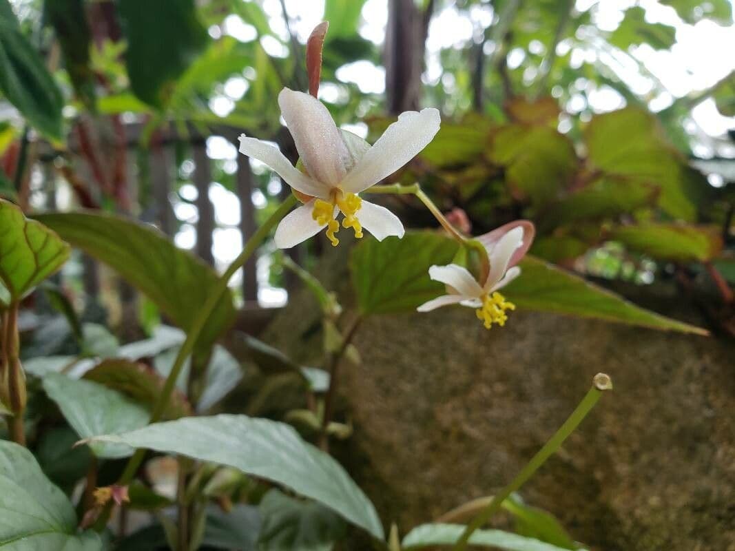 Begonia hatacoa