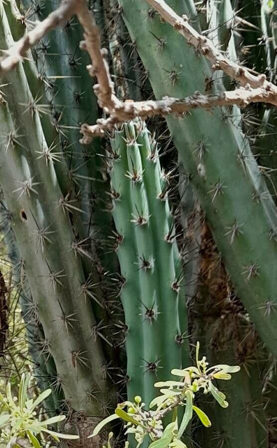 Cereus 10
