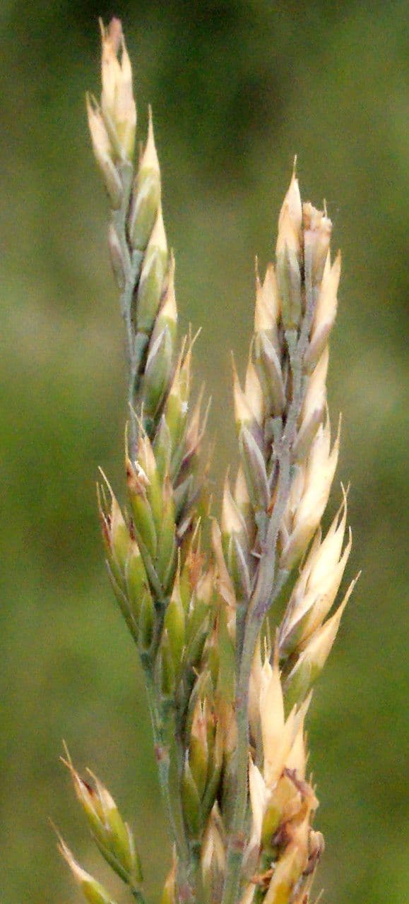 Festuca di Huon 3