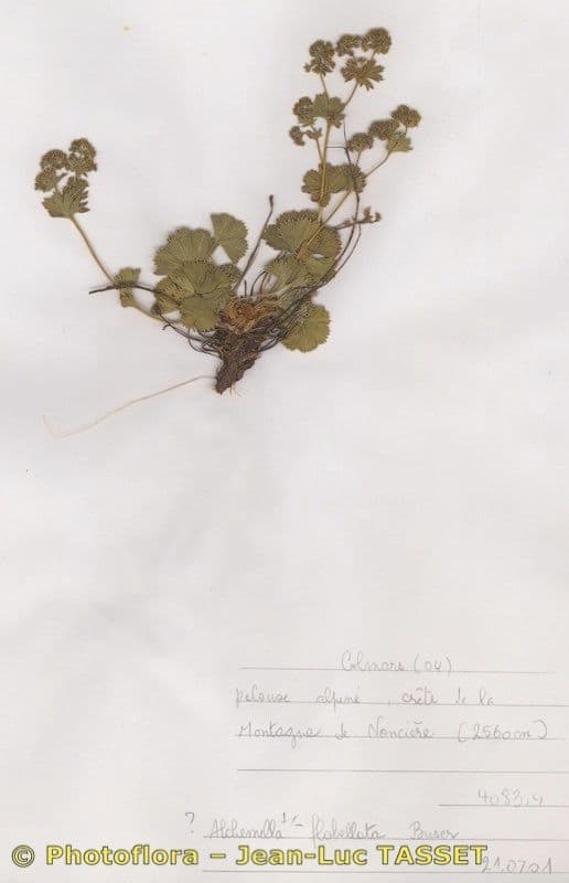 Alchemilla flabellata 8
