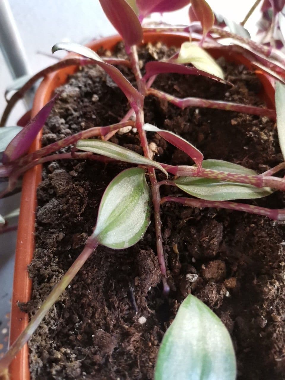 Tradescantia 22