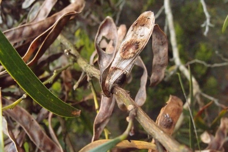 Acacia 2
