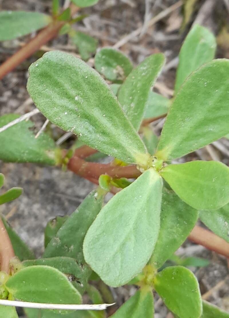 Portulaca 5