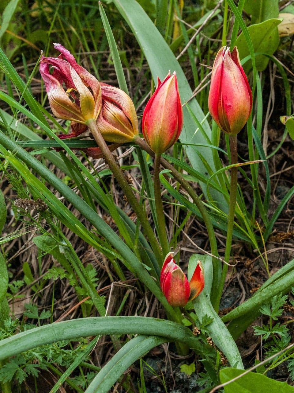 Tulipe d'Orient 7