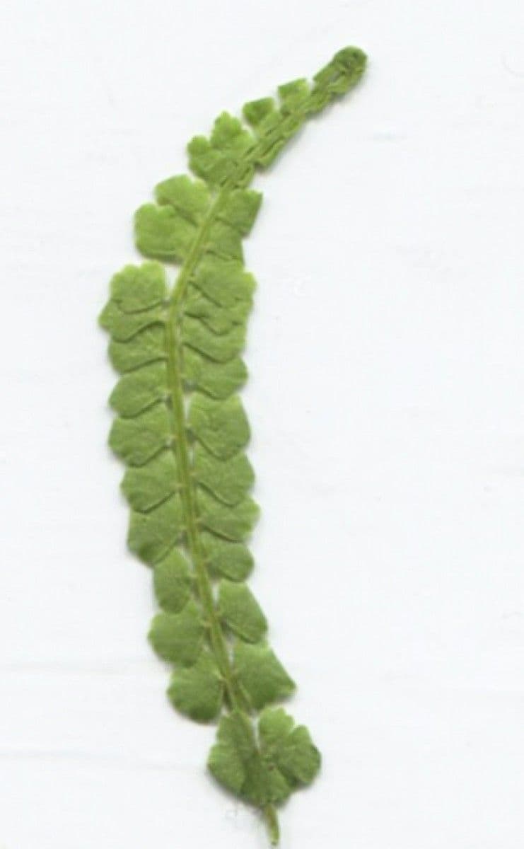 Asplenio verde 6