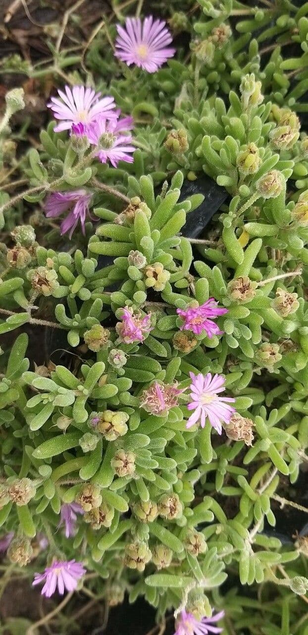 Flor di rugiada ispida 8