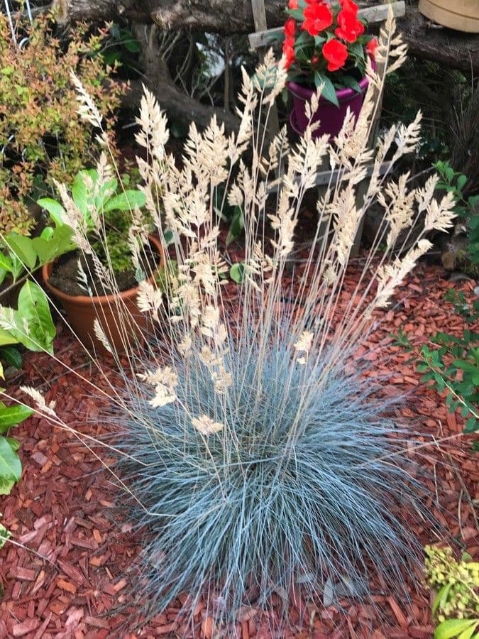 Festuca blu 7