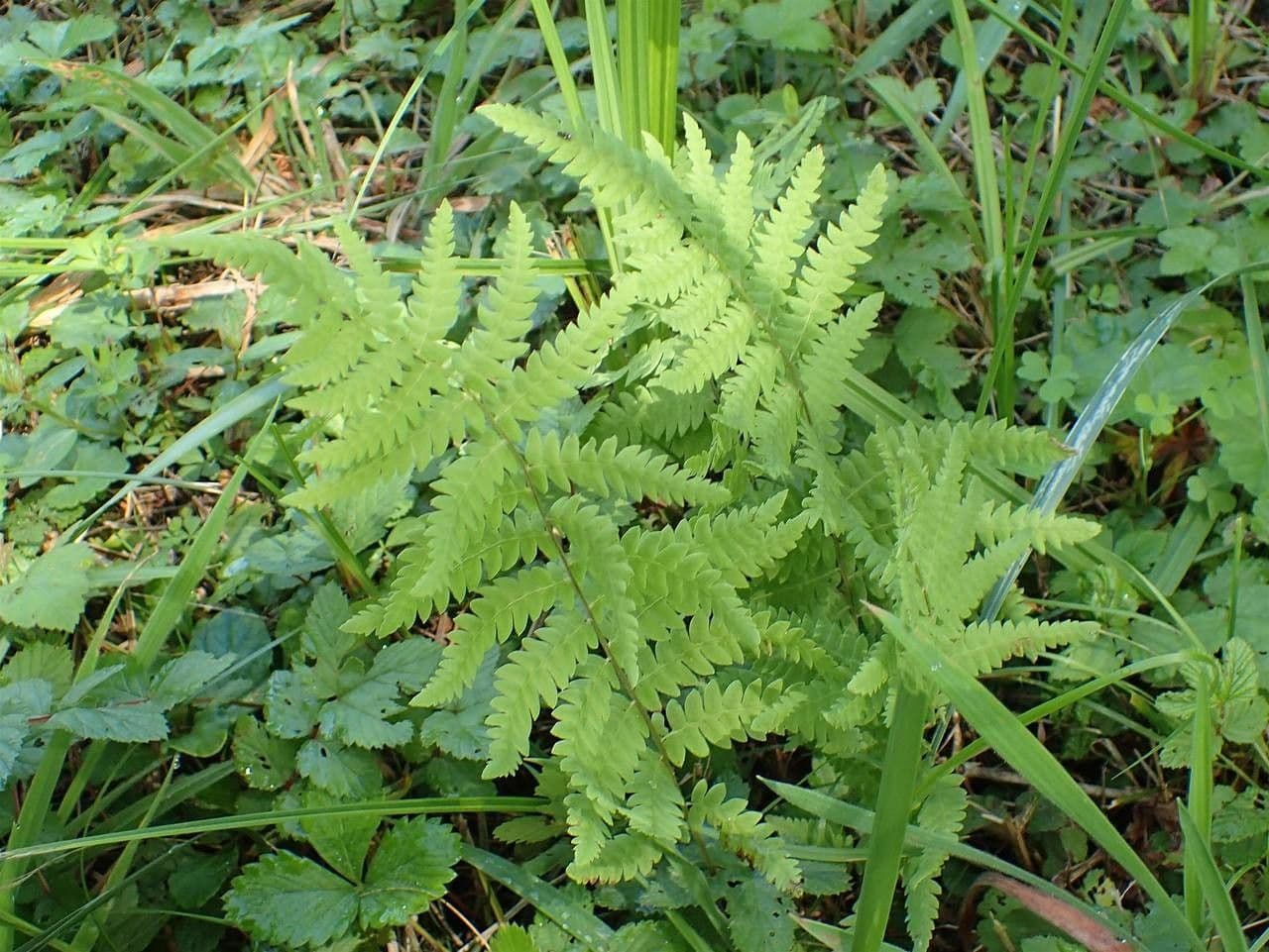 Felce di palude