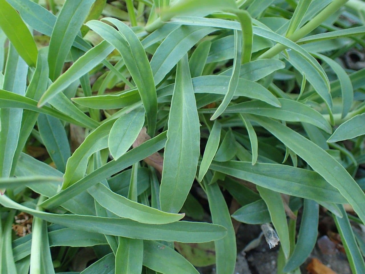 Penstemon barbato 15
