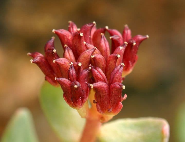 Rhodiola integrifolia 5
