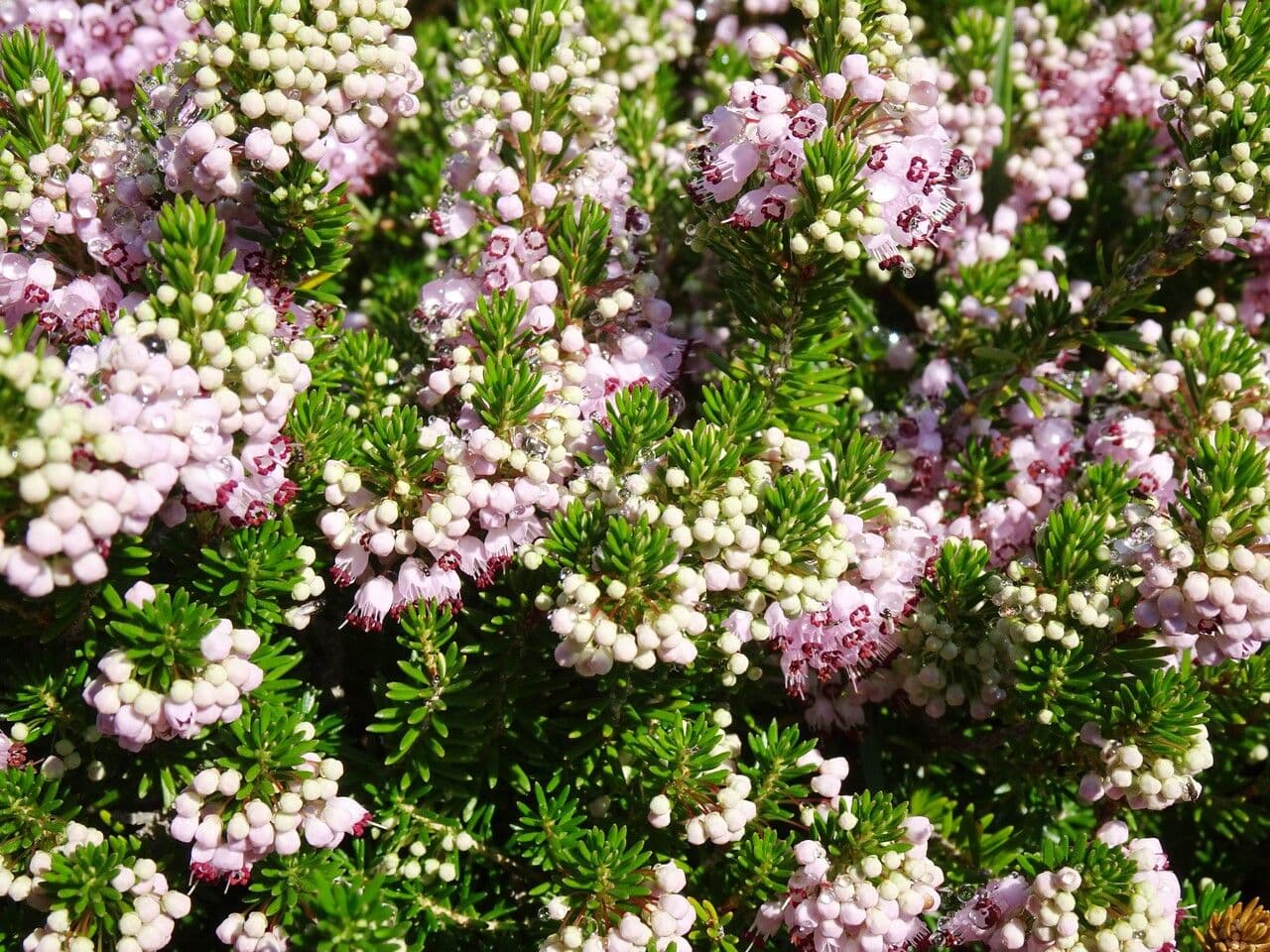 Cornwall-Heide 28