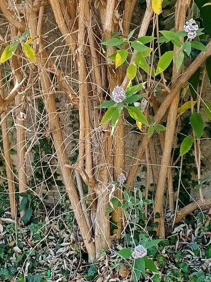 Salbei-Buddleie 17