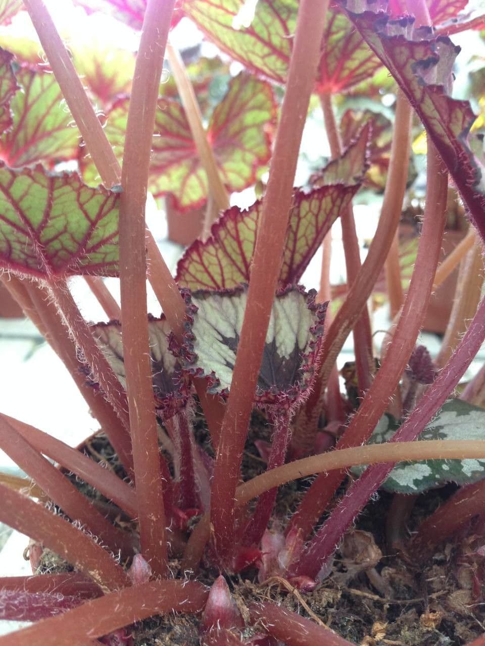 Begonia rex 17