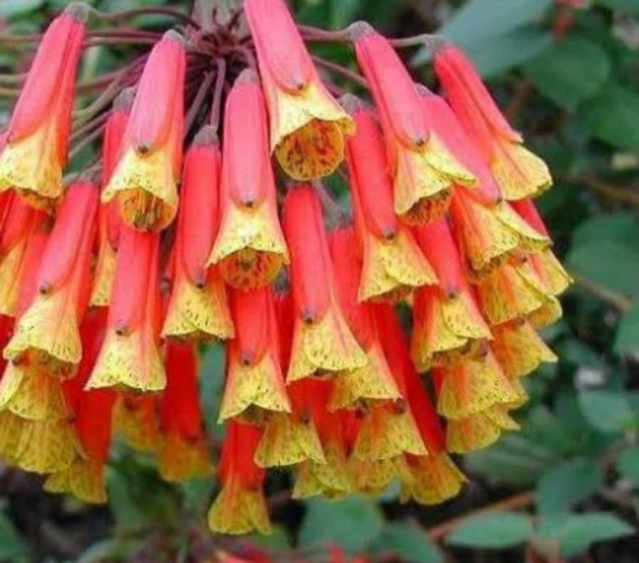 Bomarea multiflora 5