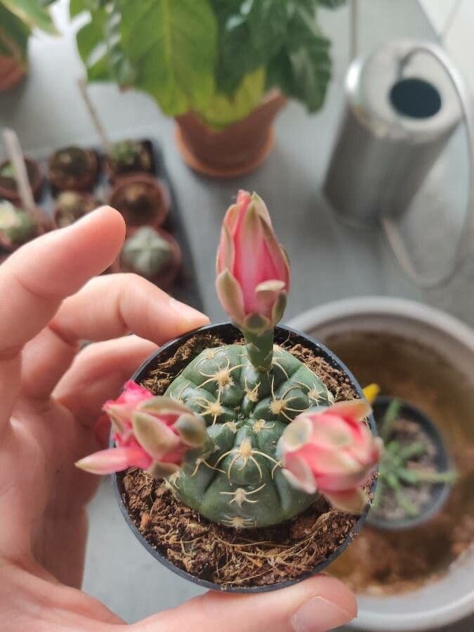 Cactus ragno 7