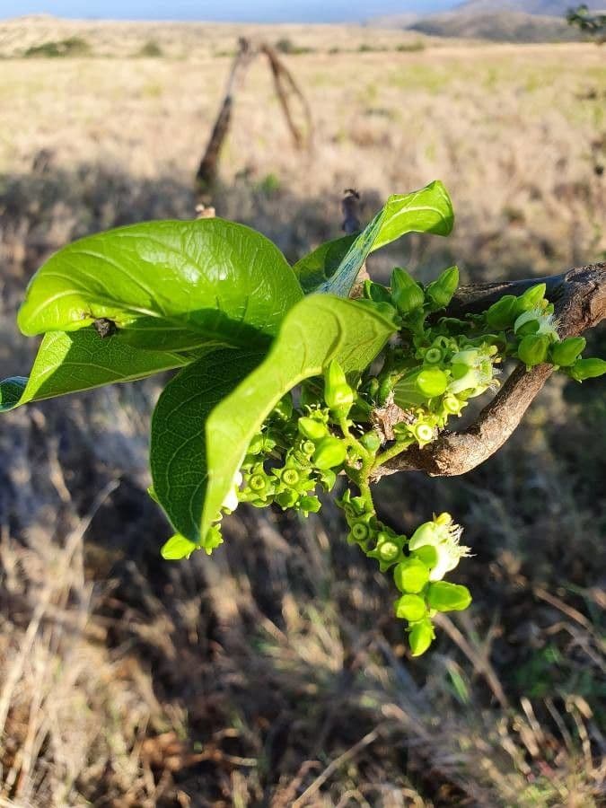 Vangueria madagascariensis 26