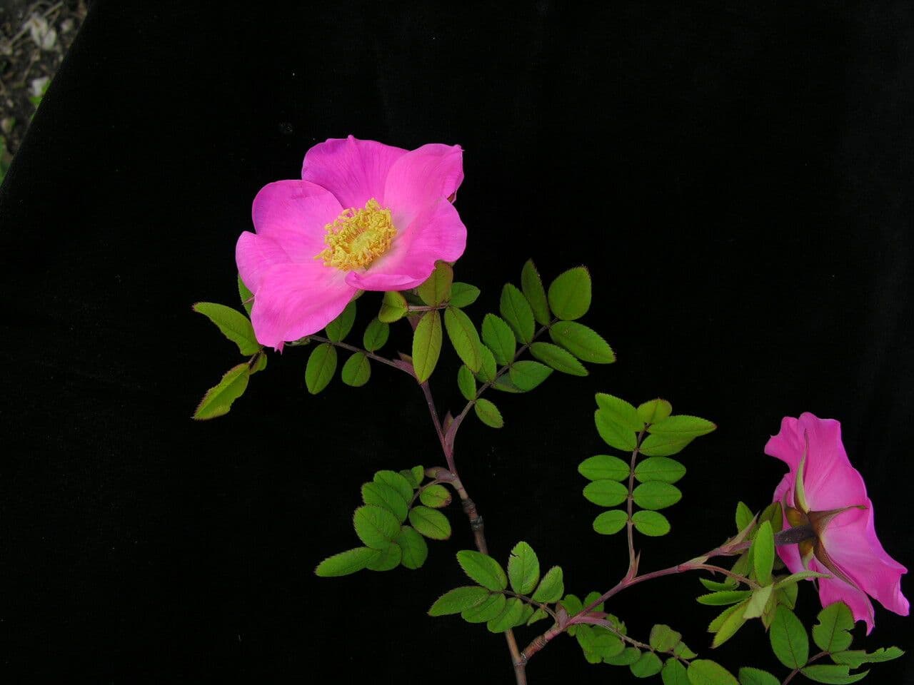 Großblättrige Rose 10