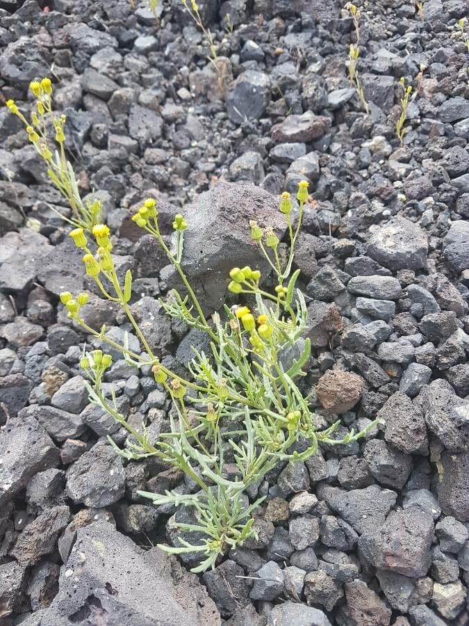 Senecio 9