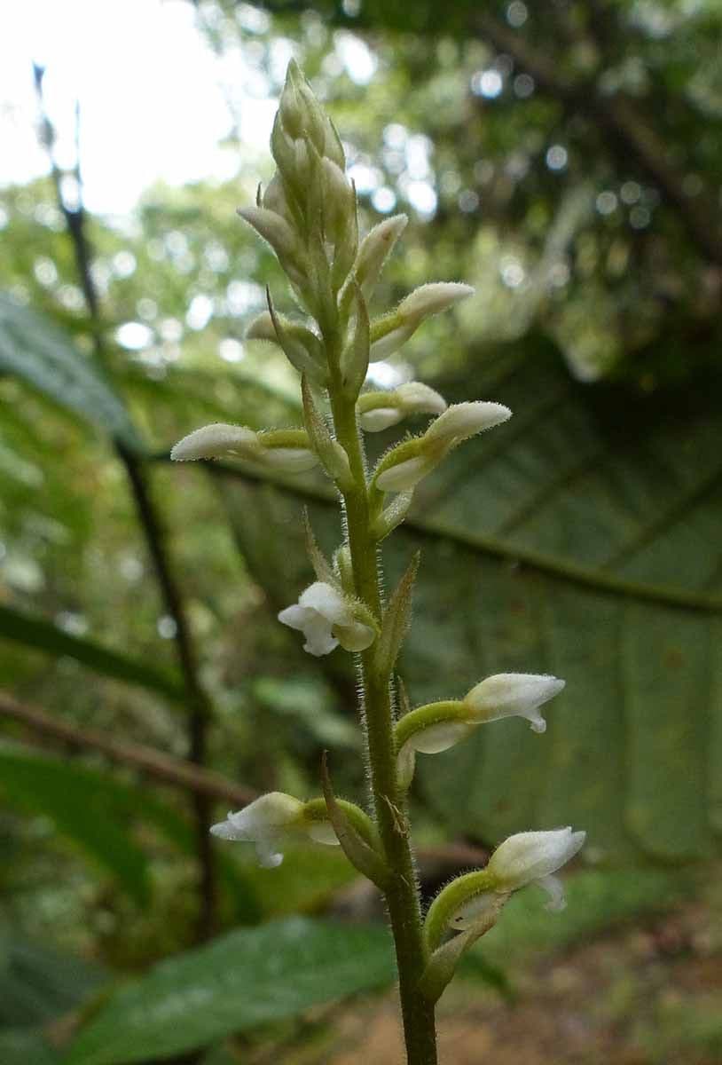Microchilus plantagineus 4