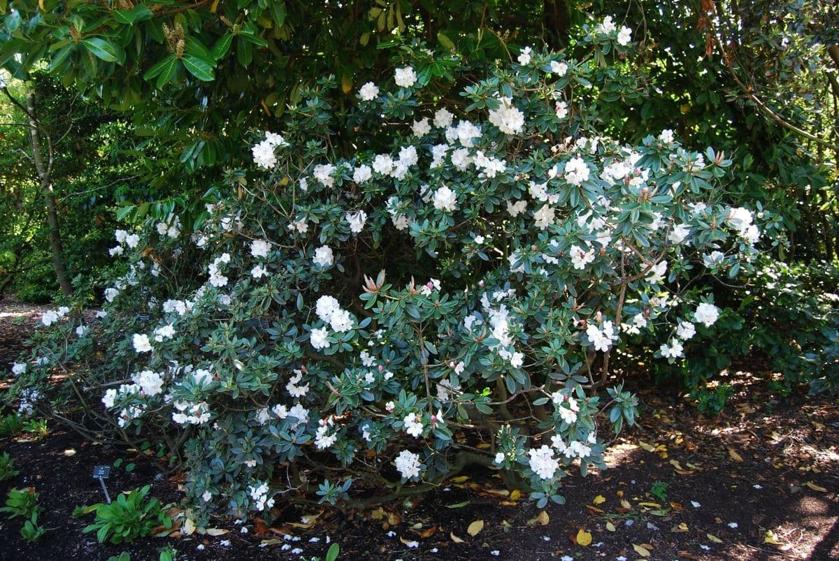 Rododendro Aberconway 3