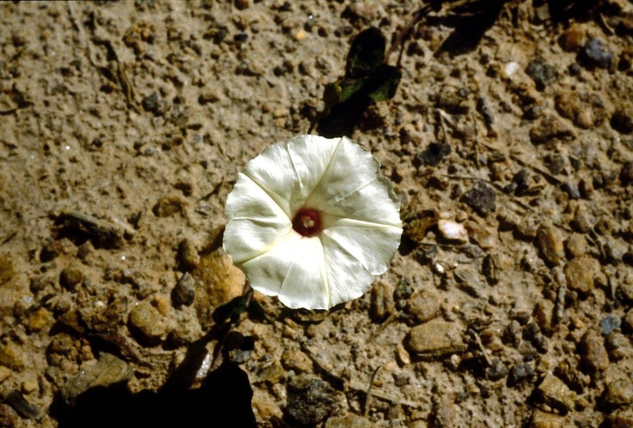 Ipomoea pandurata 11
