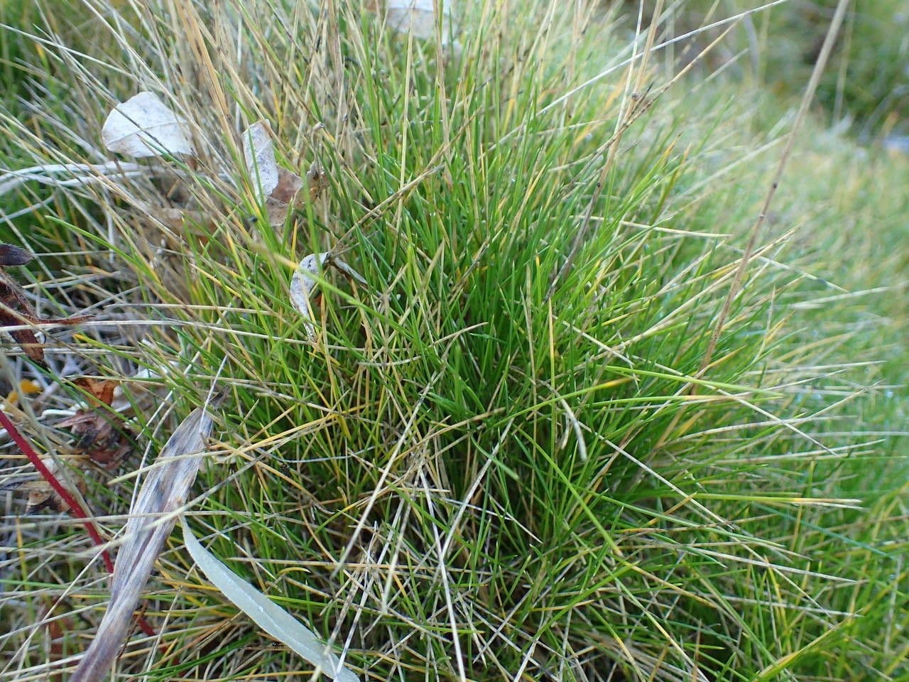 Festuca gautieri 12