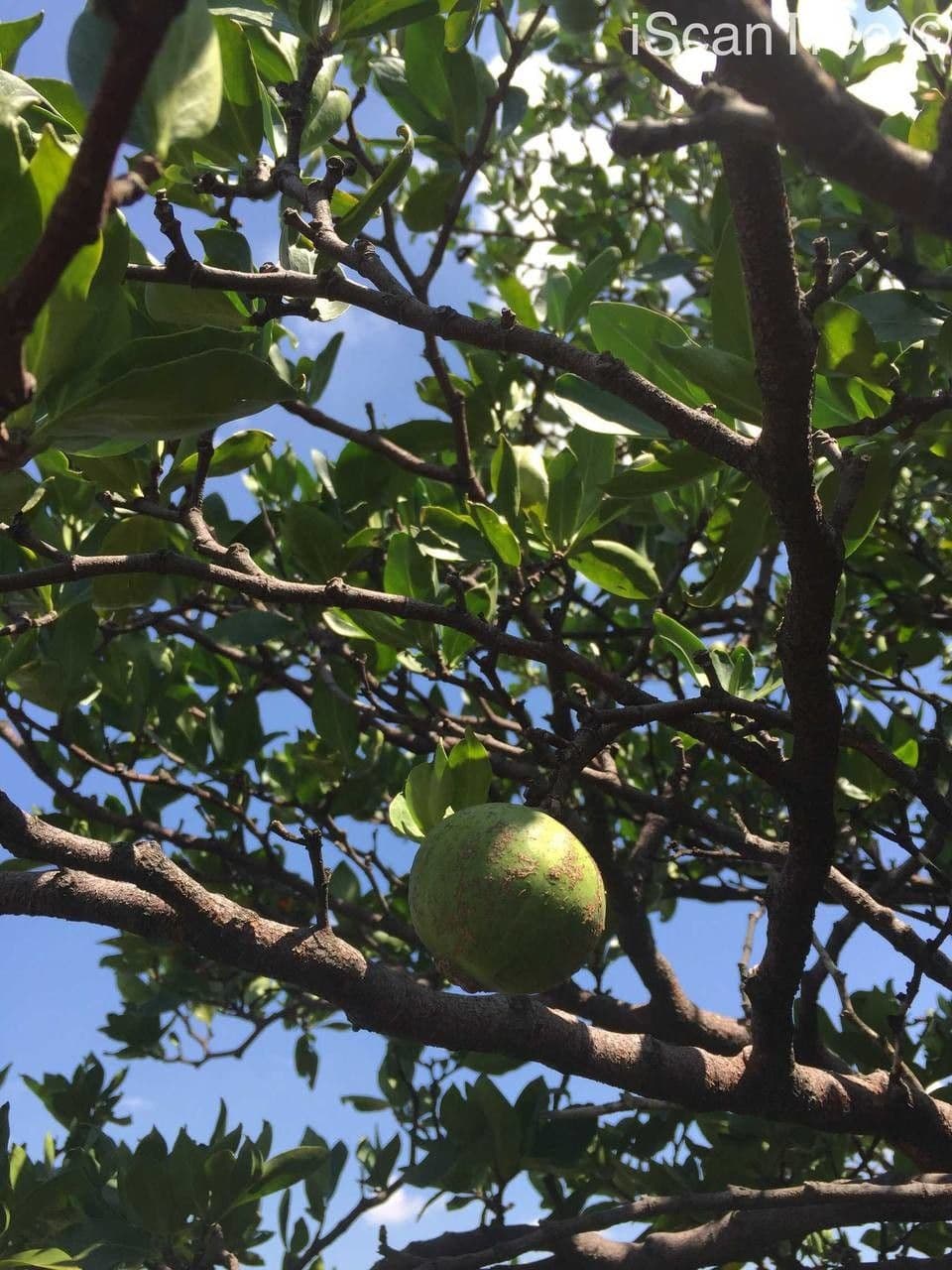 Gardenia del Capo 5