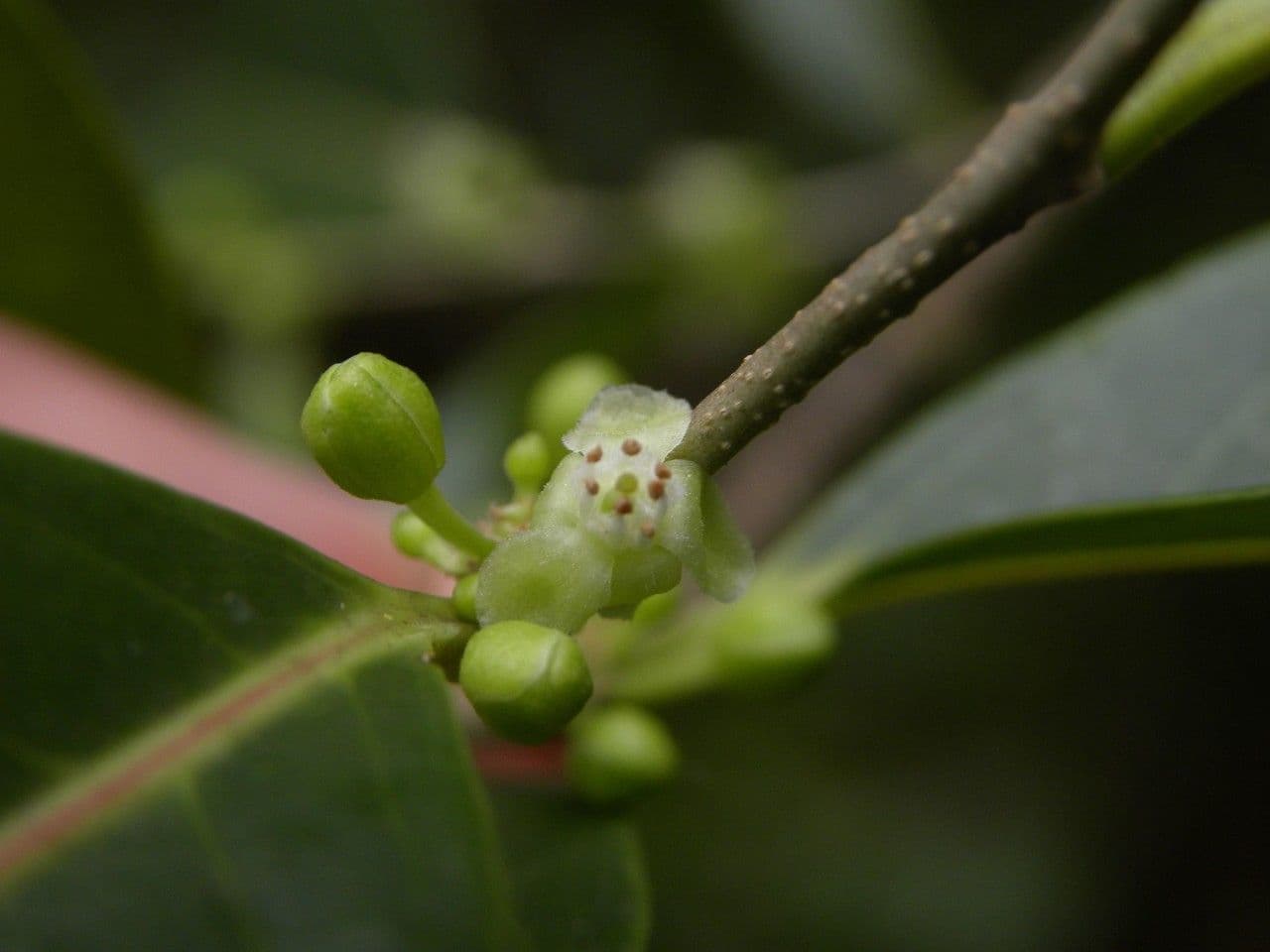 Casearia 4