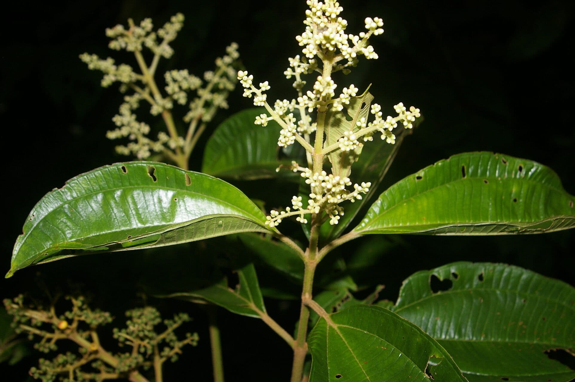 Miconia theizans
