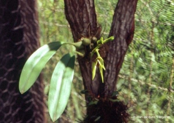 Bulbophyllum 14