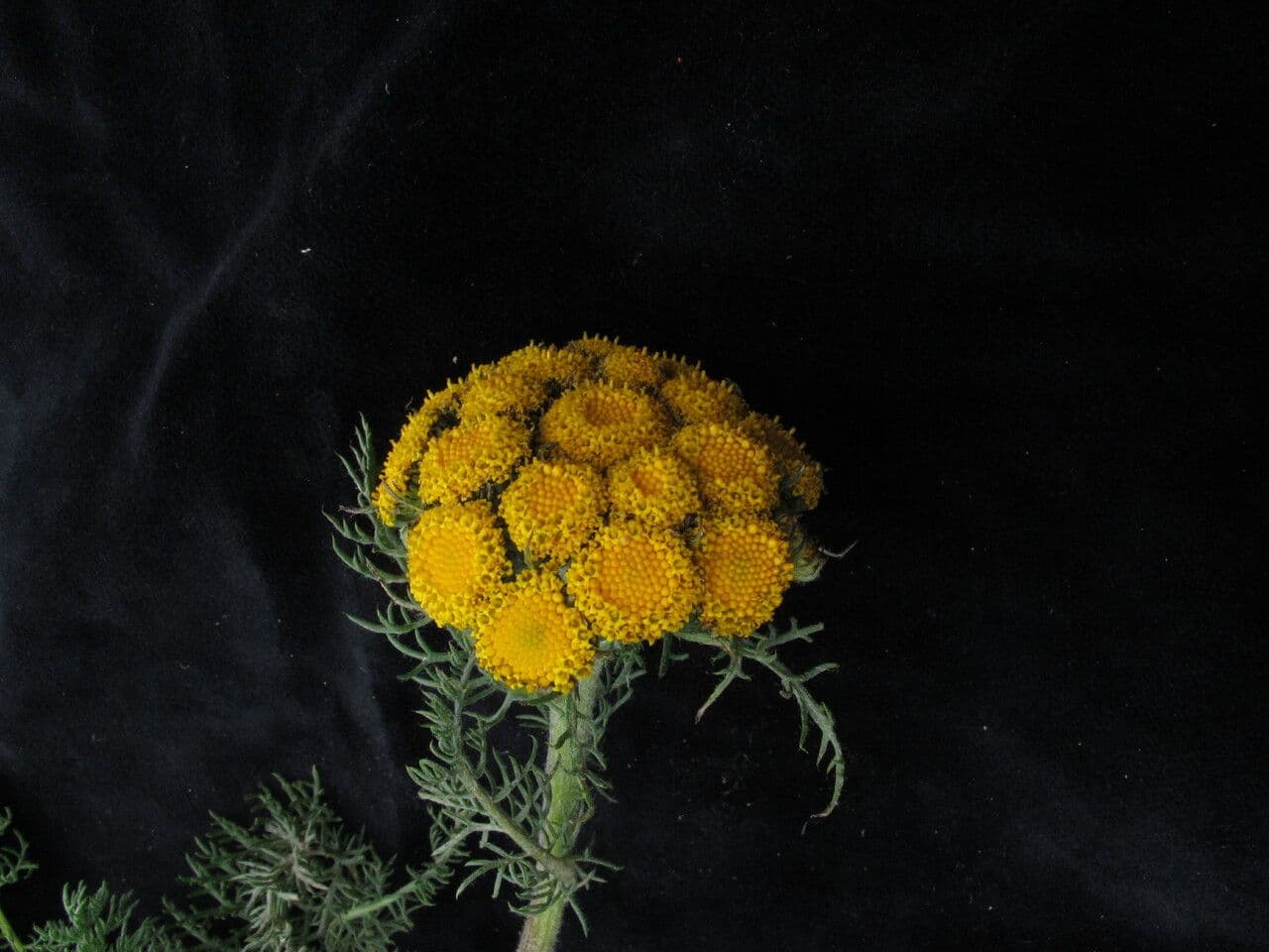 Hippolytia 2