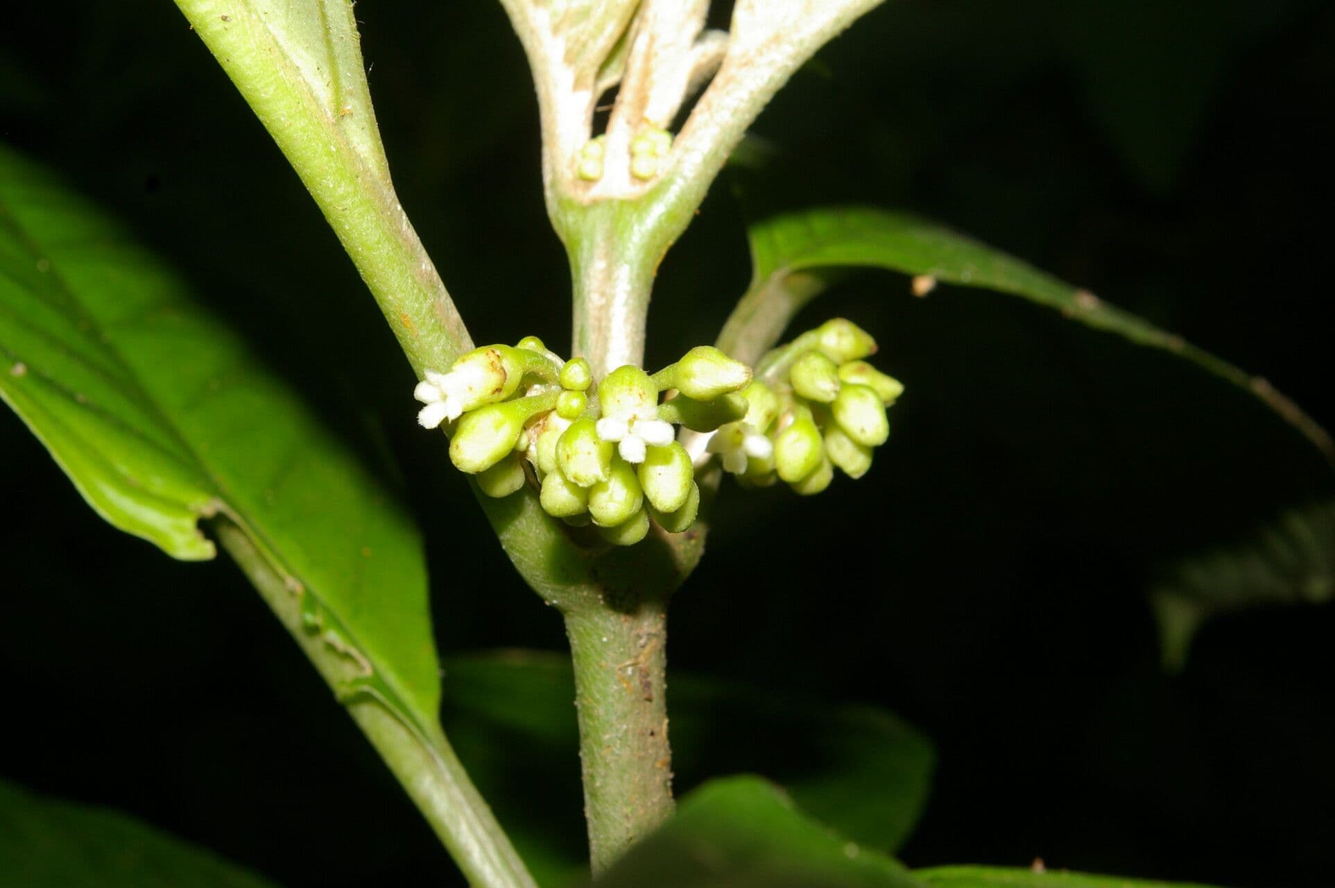 Besleria 2