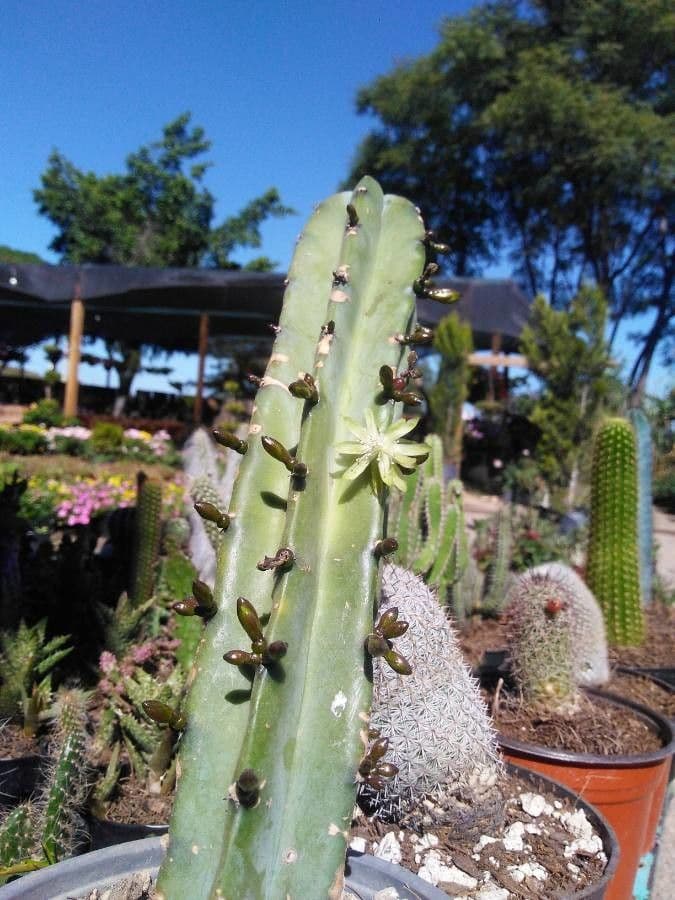 Myrtillocactus geometrizans 5