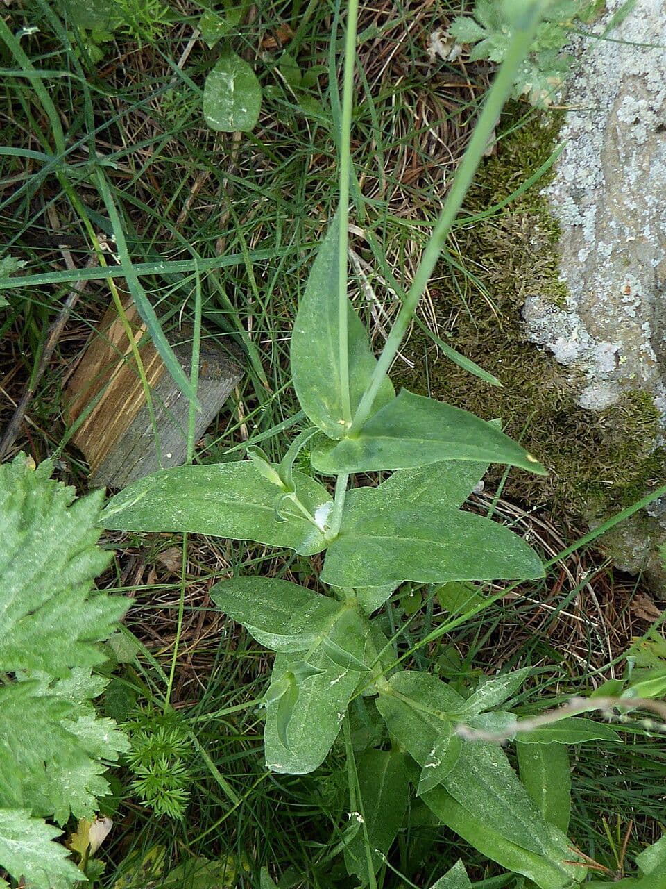 Silene común 20