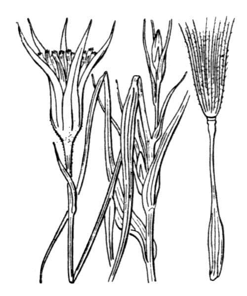 Třapatka Crocus 26