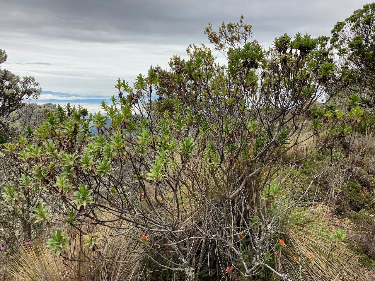 Plum-leaved Baccharis 9