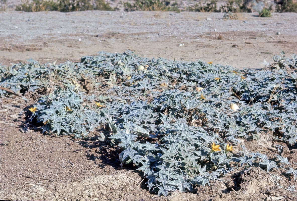 Zucchetta palmata 3