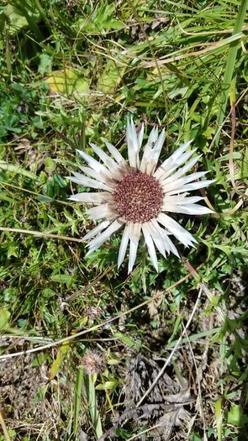 Silberdistel 17