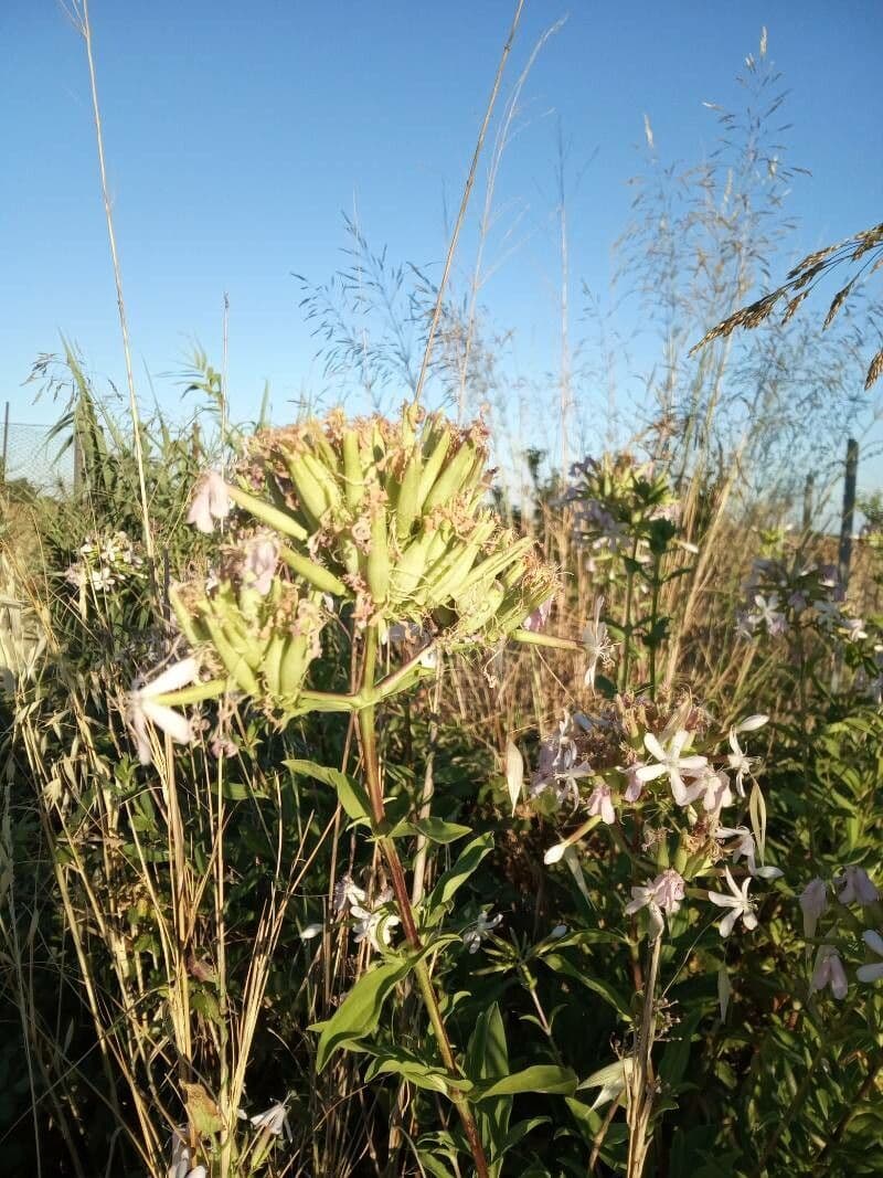 Saponaria comune 4