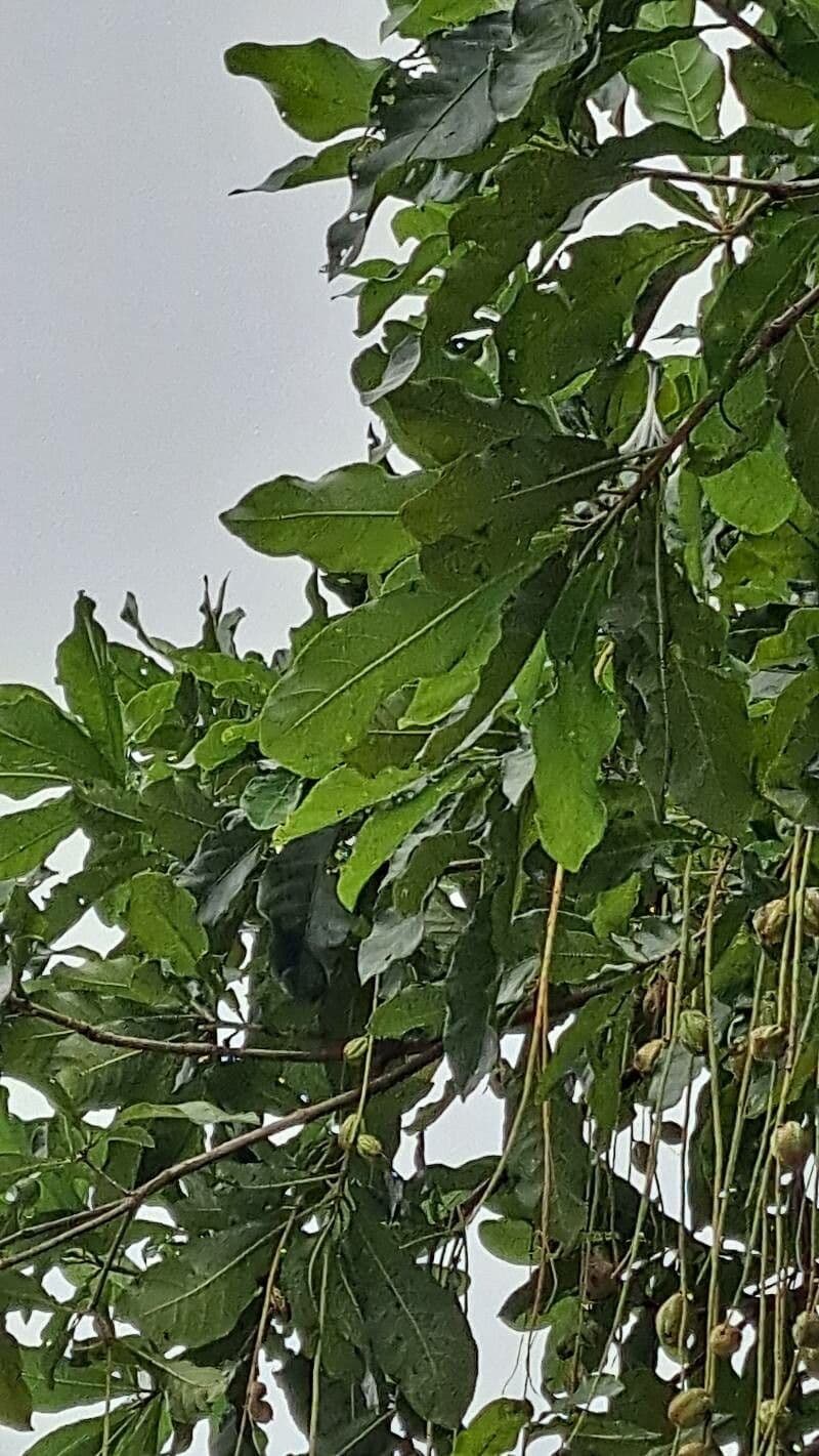 Barringtonia 16