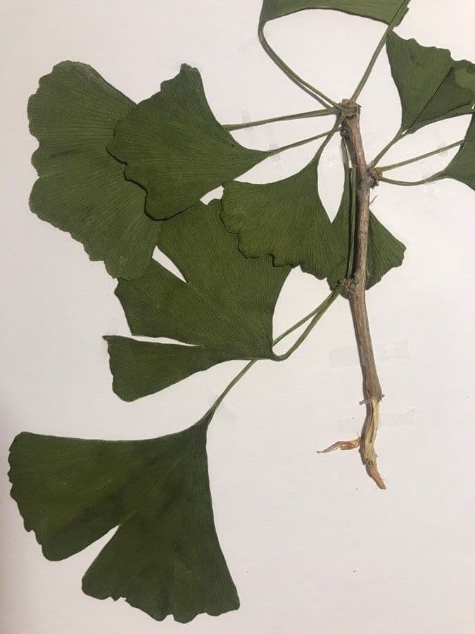 Ginkgo 10