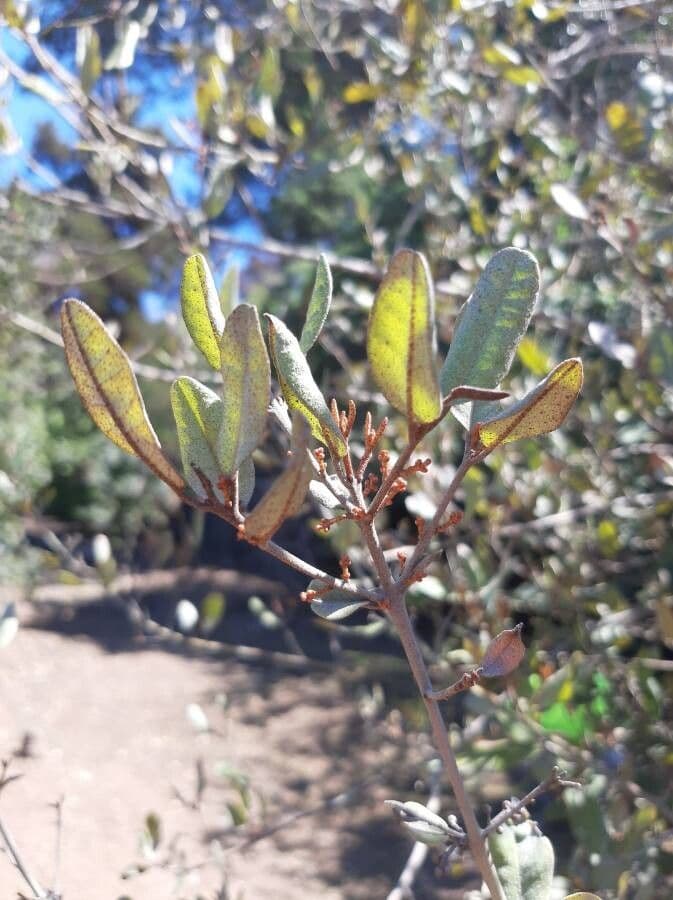 Aextoxicon punctatum 11