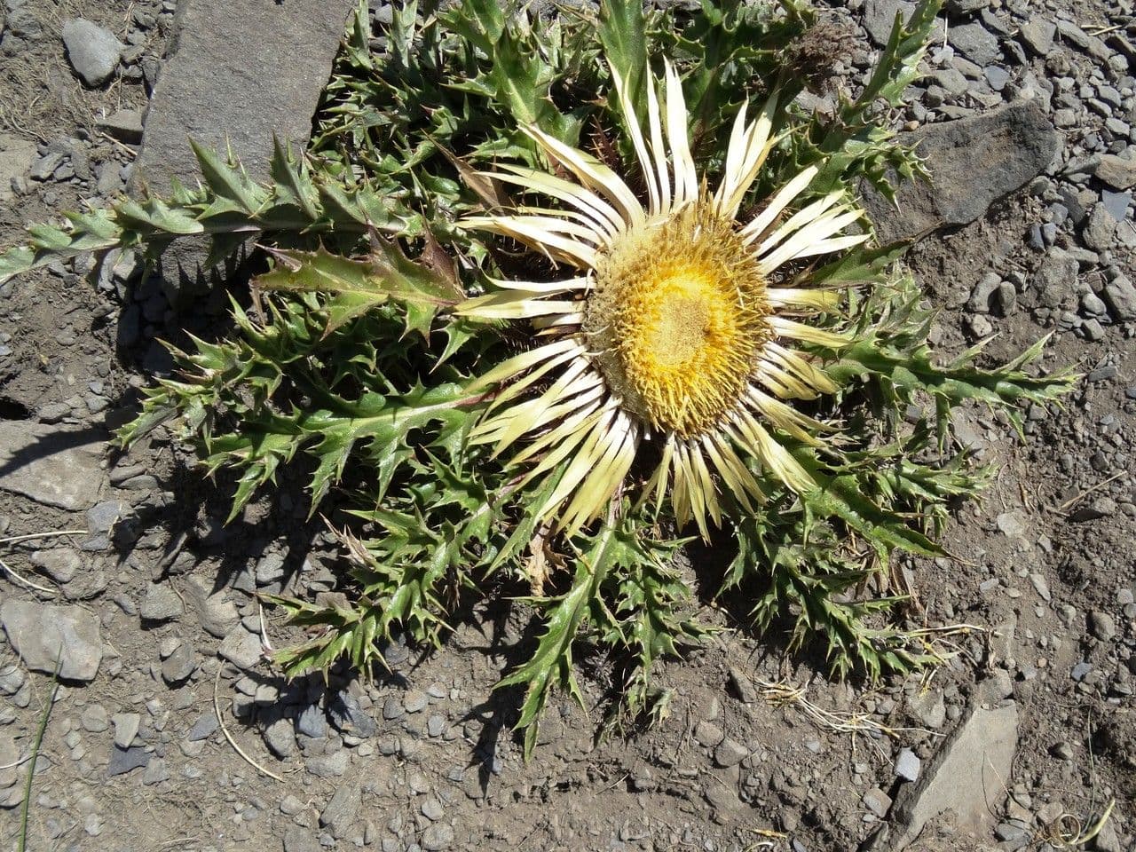 Akantusblättrige Eberwurz 14